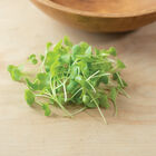 Mustard, Golden Frills Microgreen Vegetables