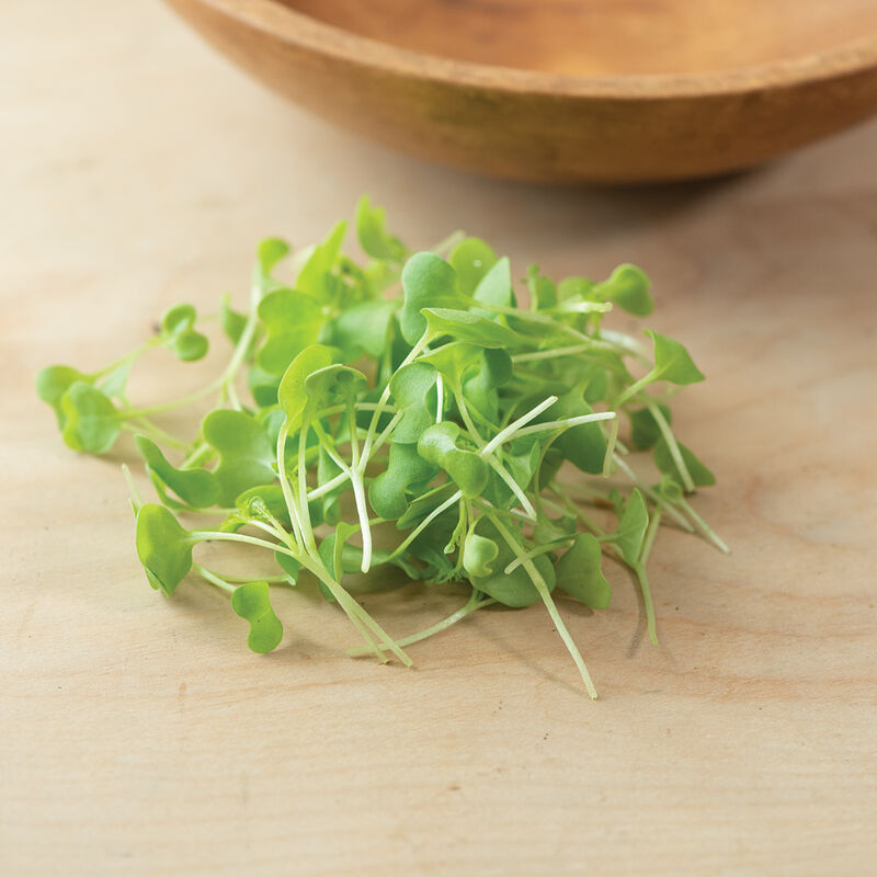 Mustard, Golden Frills Microgreen Vegetables