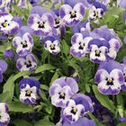 Sorbet® XP Delft Blue Viola (Pansy)