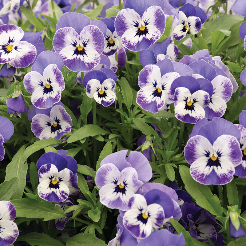 Sorbet® XP Delft Blue Viola (Pansy)