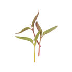 Celosia Microgreen Flowers