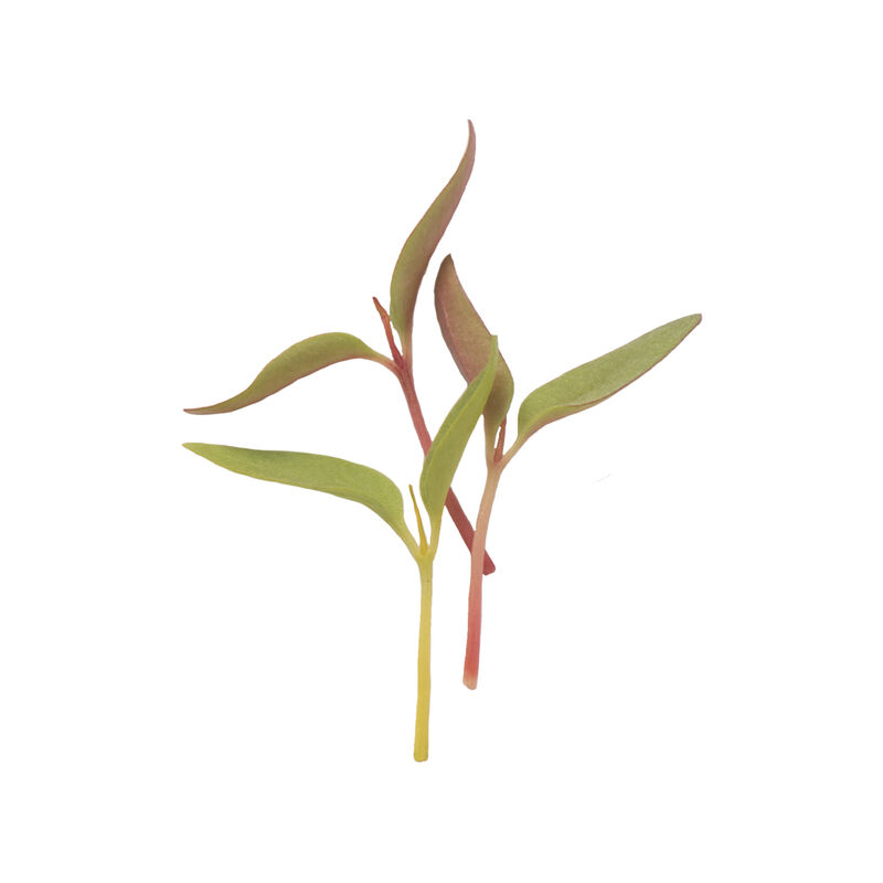 Celosia Microgreen Flowers