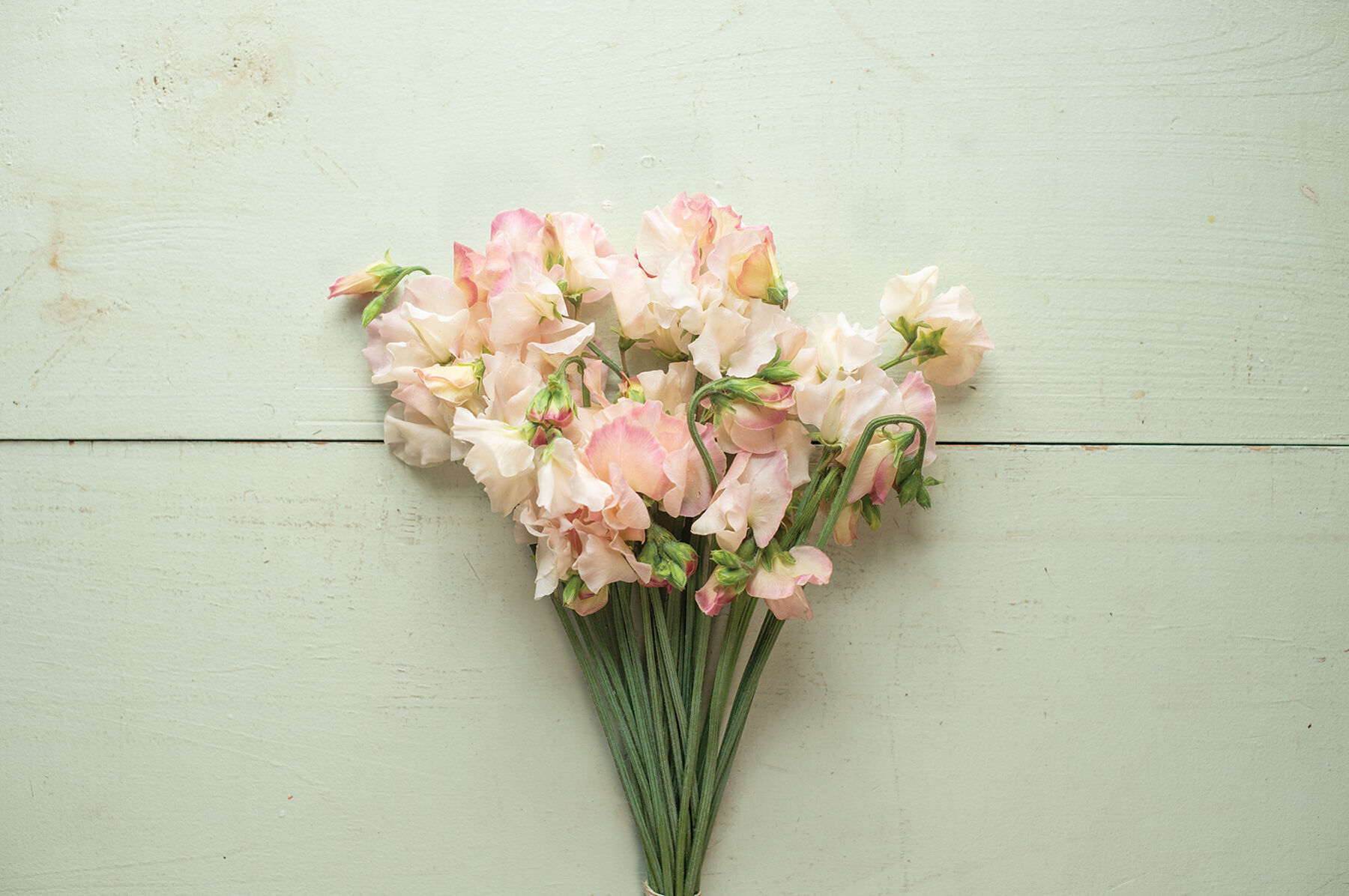 Bix - Sweet Pea Seed | Johnny's Selected Seeds