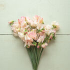 Bix Sweet Peas