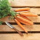 Adelaide Early Carrots