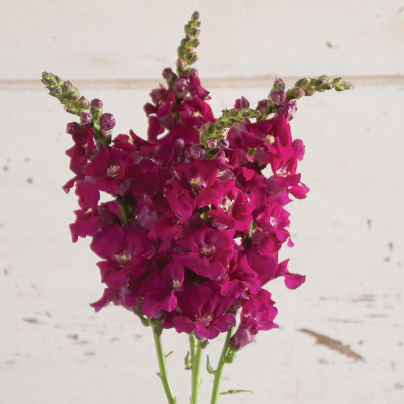 Chantilly™ Purple Snapdragon