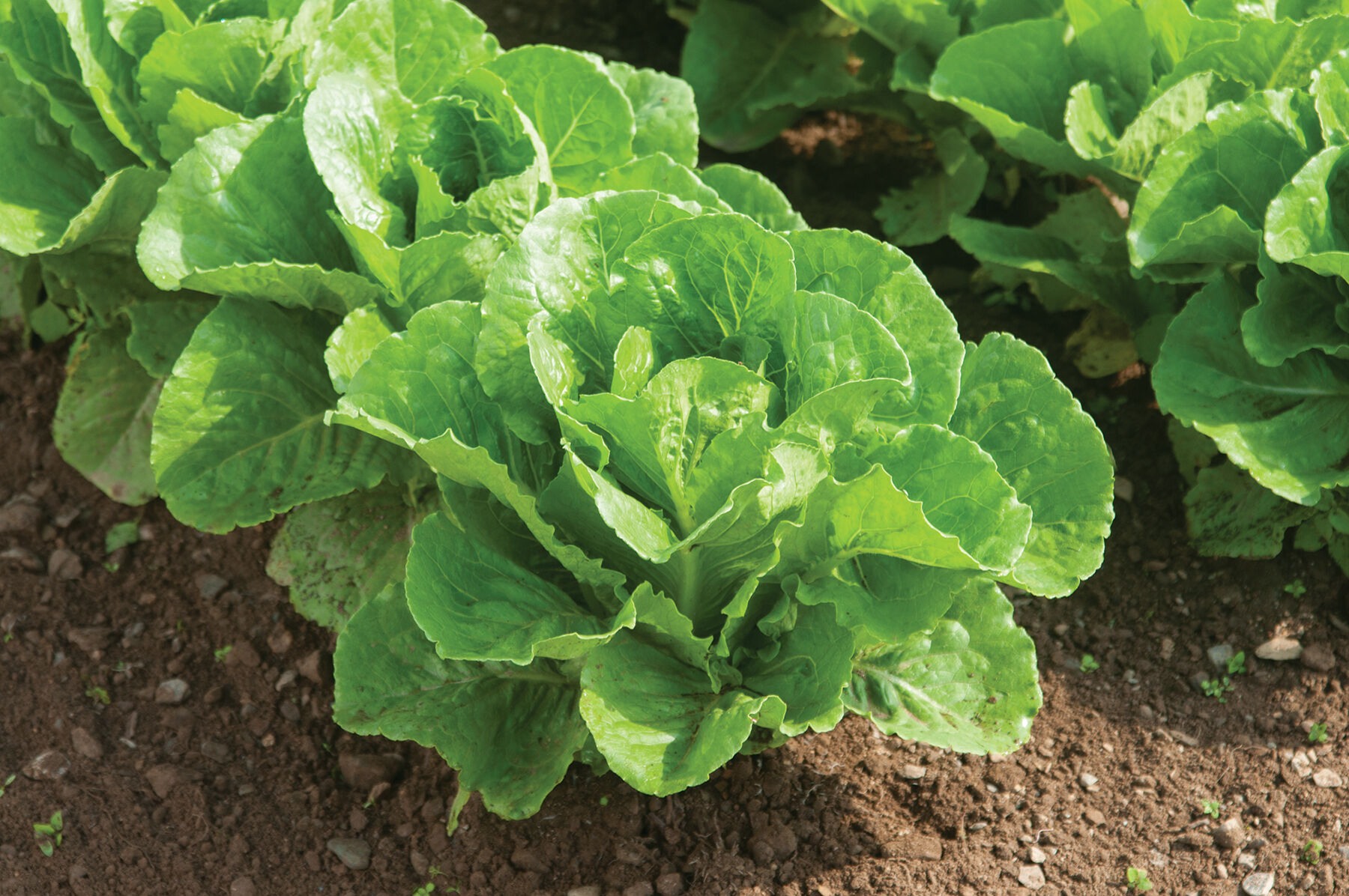 TomorrowSeeds Parris Island Romaine Lettuce Seeds - 1000+ Count For 2025 Planting - USA Garden, Non-GMO, Annual