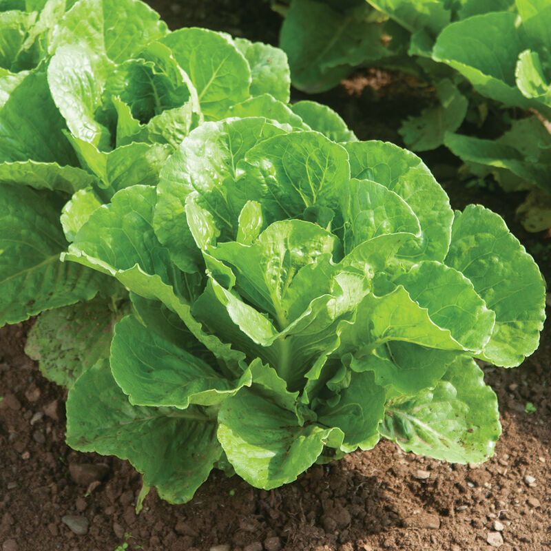 Parris Island Romaine Lettuce (Cos)