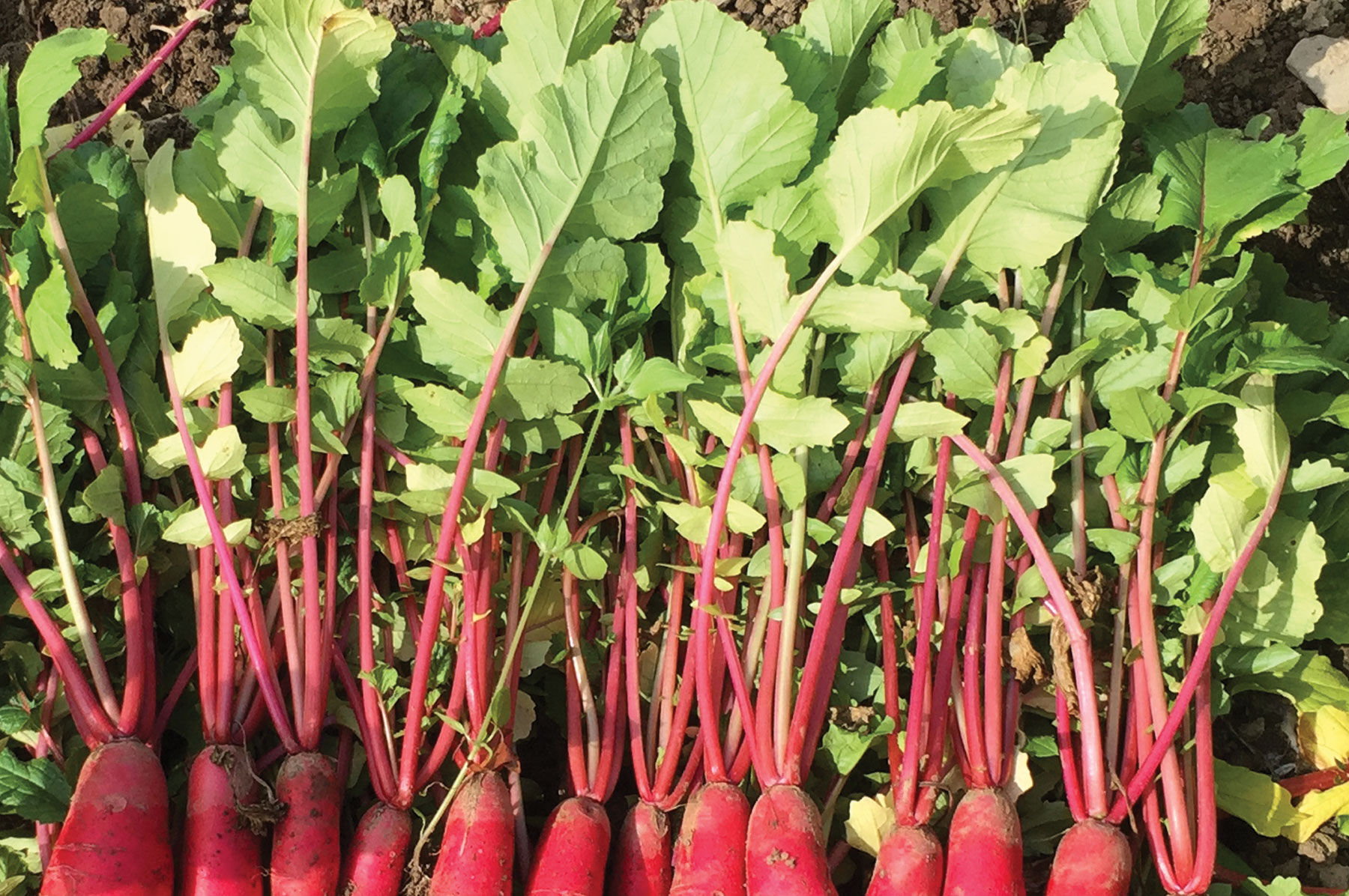 Red King 2 Daikon/Korean Radishes