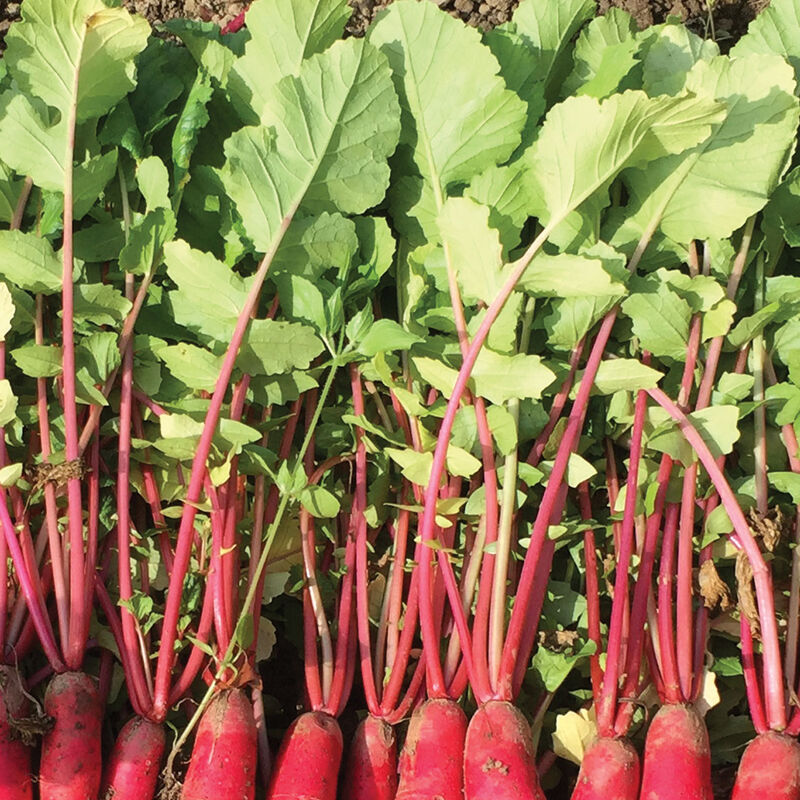 Red King 2 Daikon/Korean Radishes