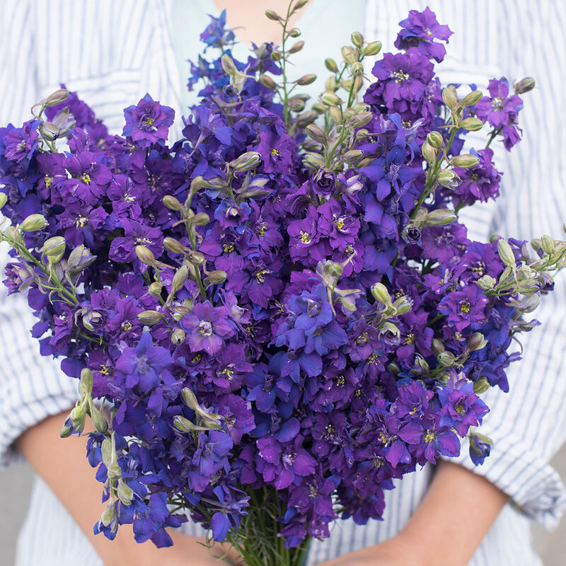 QIS™ Dark Blue QIS™ Dark Blue Larkspur