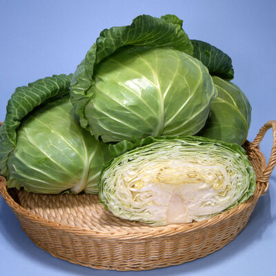 Sweet and Tender Fresh Market Cabbage