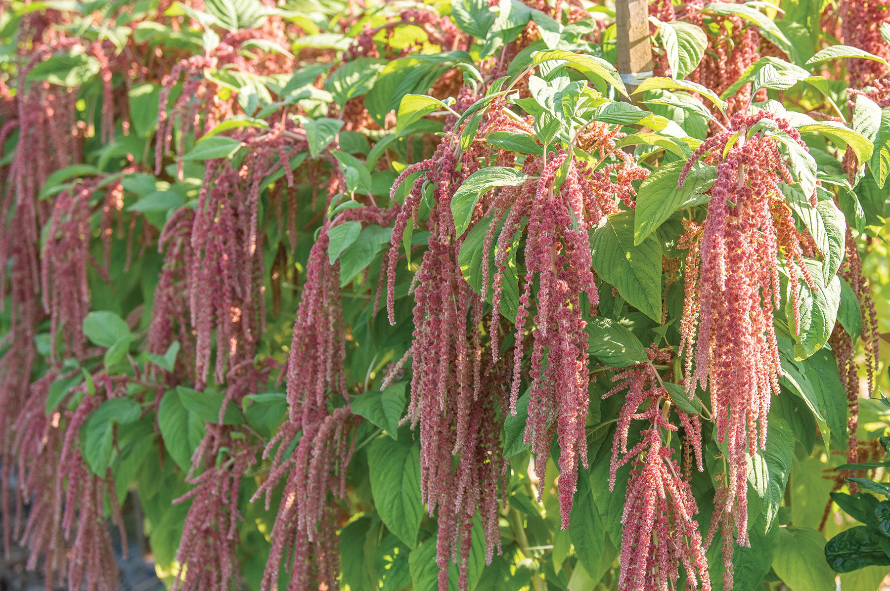 Coral Fountain Amaranthus