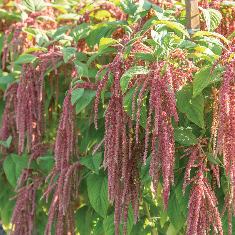 Coral Fountain Amaranthus