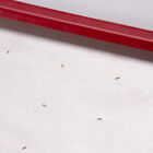 Seed Plate C50 Seed Starting Supplies
