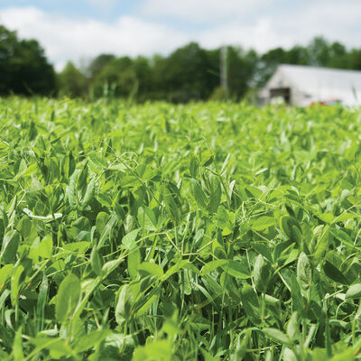 4010 Field Pea Field Peas