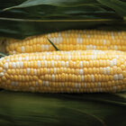 Signature XR Sweet Corn