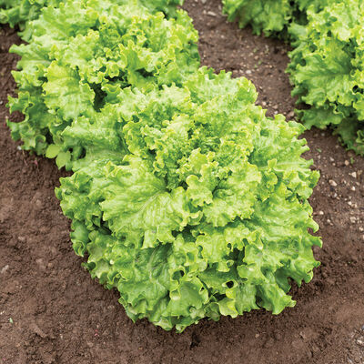 Grazion Lettuce