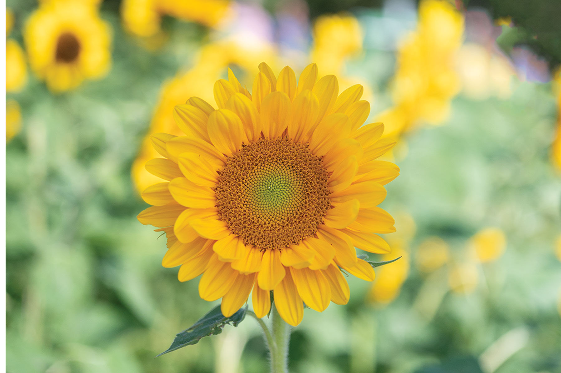 Sunflower Seeds for Planting | Johnny's Selected Seeds