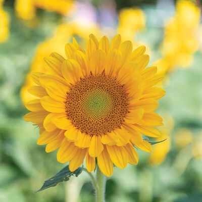 Vincent®s Fresh DMR Tall Sunflowers