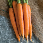 Nectar Main Crop Carrots