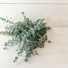 Book-Leaf Mallee Eucalyptus