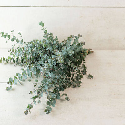 Book-Leaf Mallee Eucalyptus