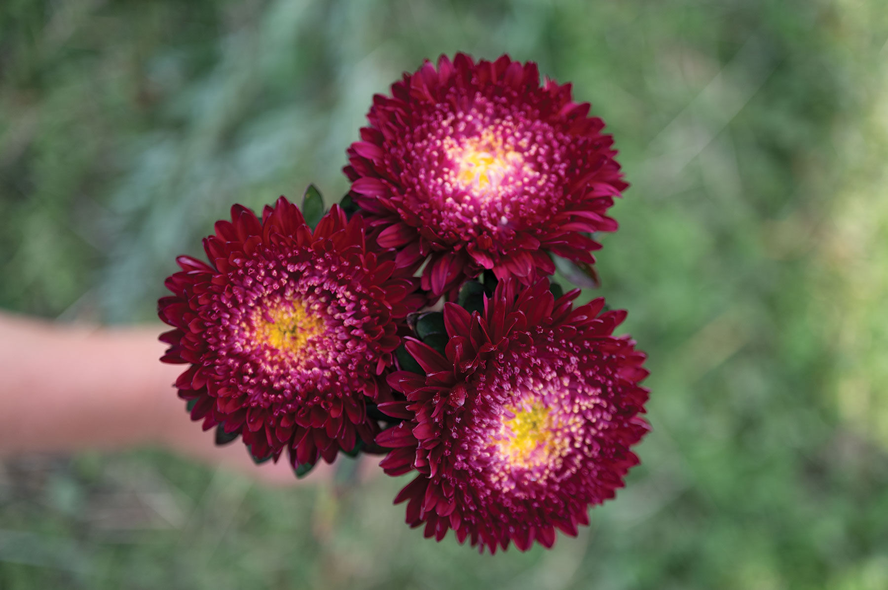 05065_01_azumi_red_xl_aster.