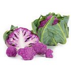 Lavender Standard Cauliflower