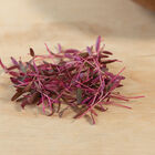 Amaranth, Garnet Red Microgreen Vegetables