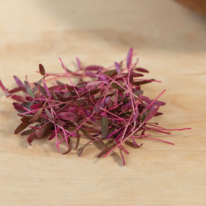 Amaranth, Garnet Red Microgreen Vegetables