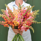 Johnny's Early Sunrise Mix Snapdragon