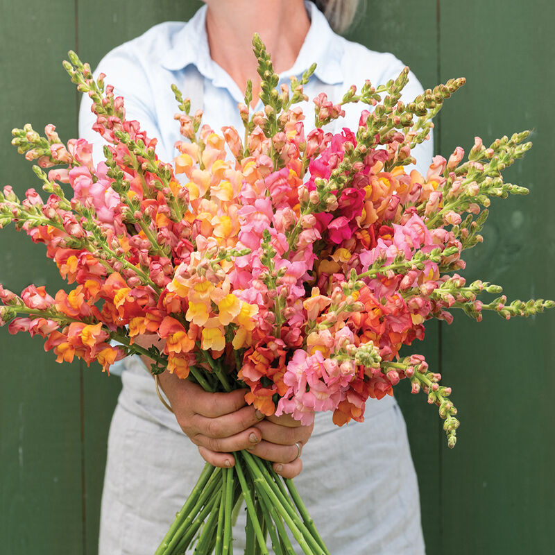 Johnny's Early Sunrise Mix Snapdragon