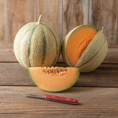 Melonade Cantaloupe (Muskmelon)