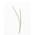 Scallion, Evergreen Hardy White Microgreen Vegetables