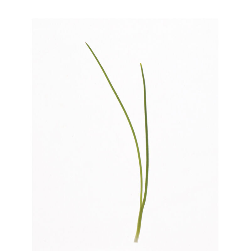 Scallion, Evergreen Hardy White Microgreen Vegetables