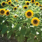 Big Smile Dwarf Sunflowers