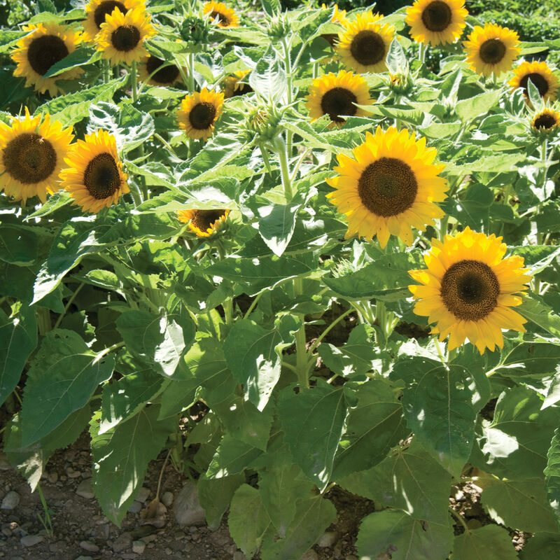 Big Smile Dwarf Sunflowers