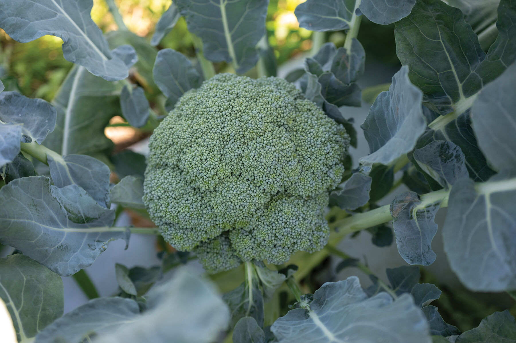 Broccoli Seeds - Organic Varieties | Johnny's Selected Seeds