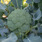 Emerald Crown Standard Broccoli