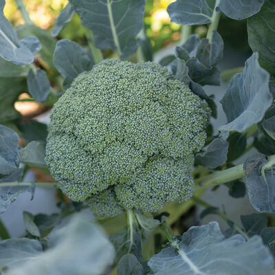 Emerald Crown Standard Broccoli