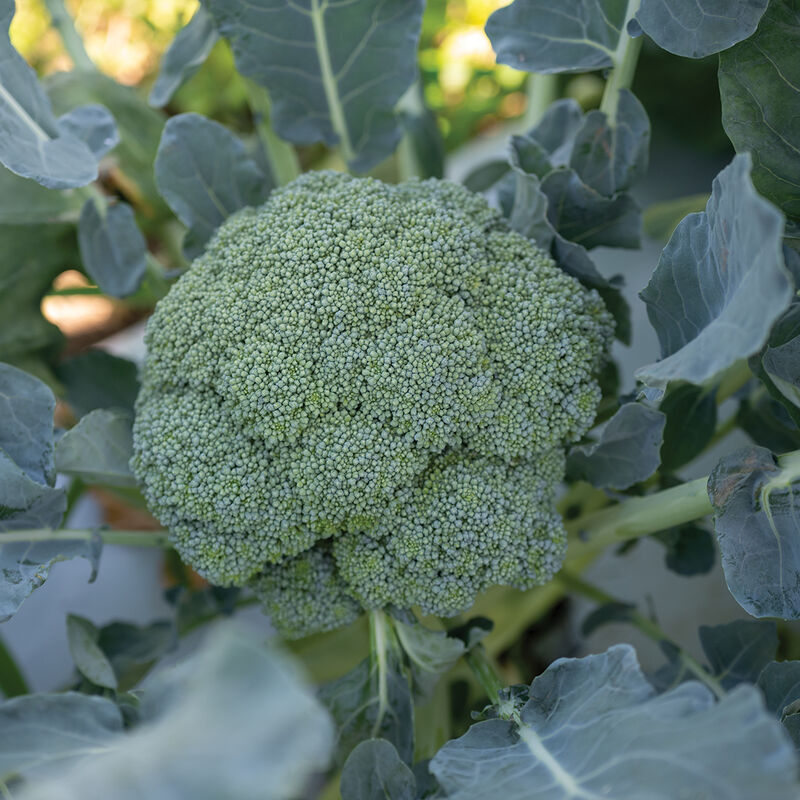 Emerald Crown Standard Broccoli