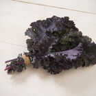 Frisé Rouge Kale