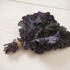 Scarlet Kale