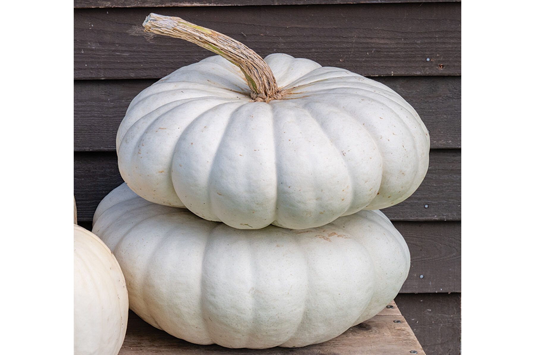 Flat Stacker - (F1) Pumpkin Seed | Johnny's Selected Seeds