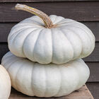 Flat Stacker Specialty Pumpkins