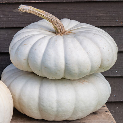 Flat Stacker Specialty Pumpkins