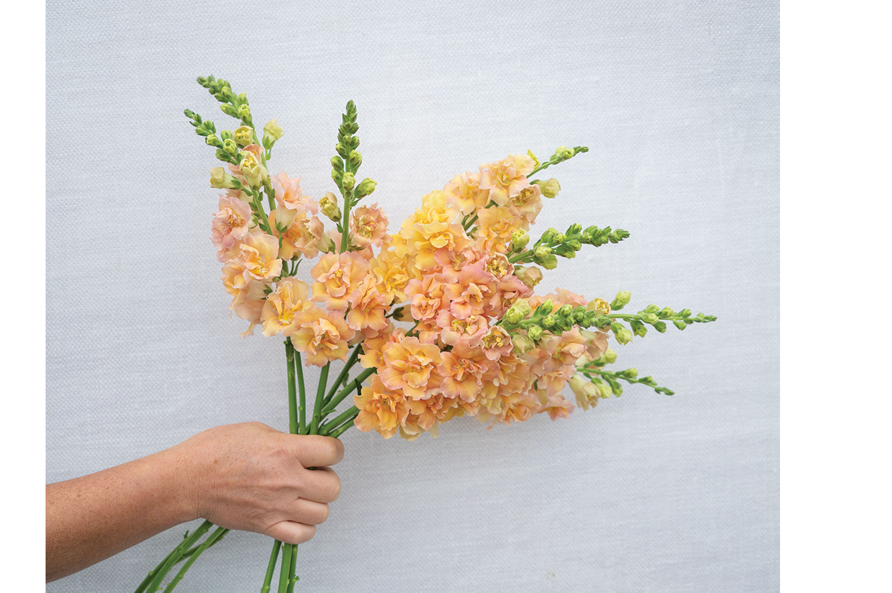 Double Frappe Apricot 2 - (F1) Snapdragon Seed | Johnny's Selected