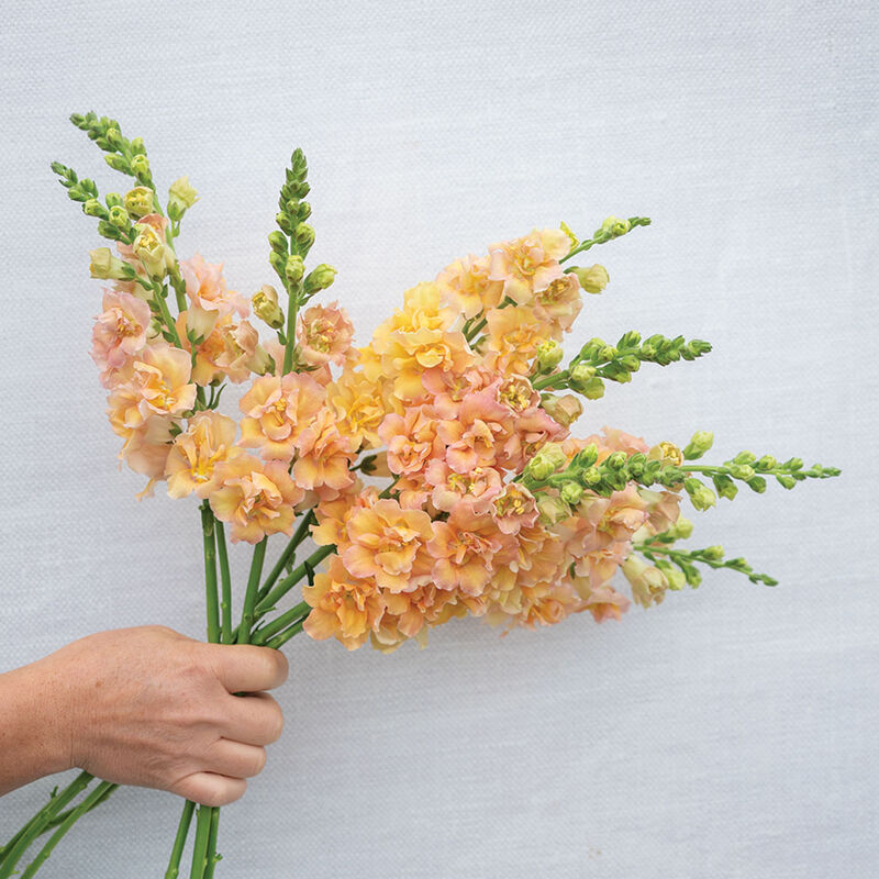 Double Frappe Apricot 2 Cool Season (Groups 1–2)