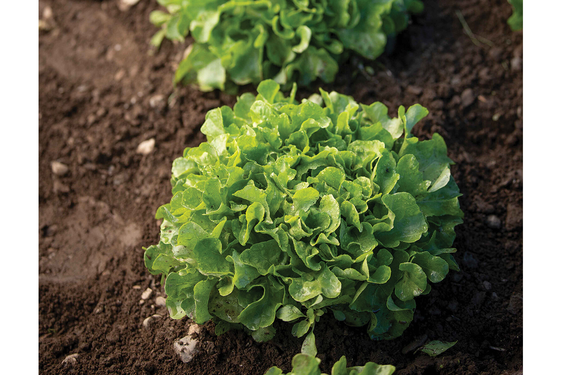 Bauer Oakleaf Lettuce